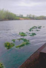 Нерест відбудеться за будь-якої погоди