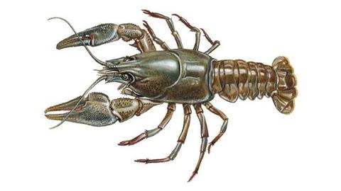 Раки