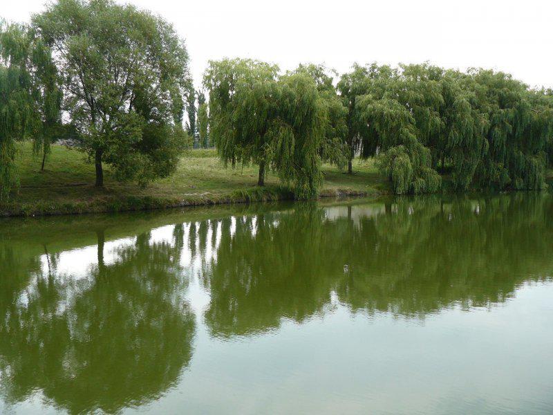 Лище (Шкільний став)