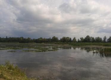 Микулинці