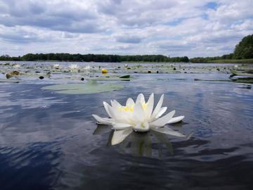 Самари (Озеро Лука)