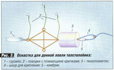 tolstolob3