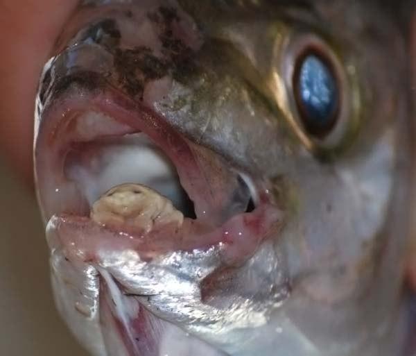 Cymothoa Exigua