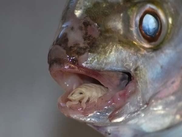 Cymothoa Exigua