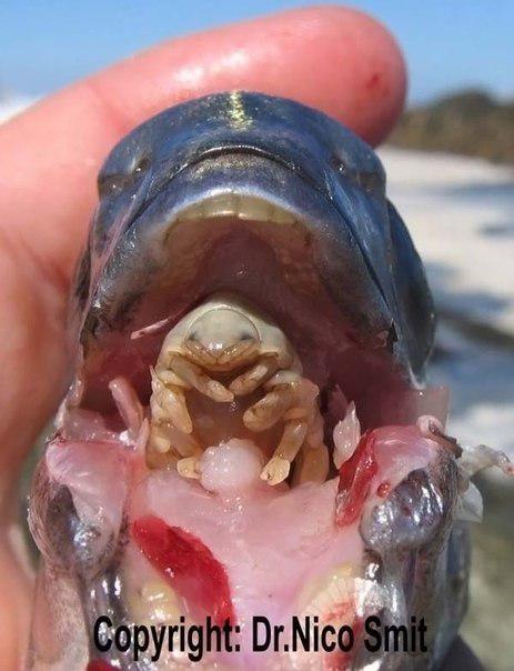 Cymothoa Exigua