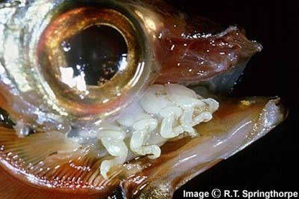 Cymothoa Exigua