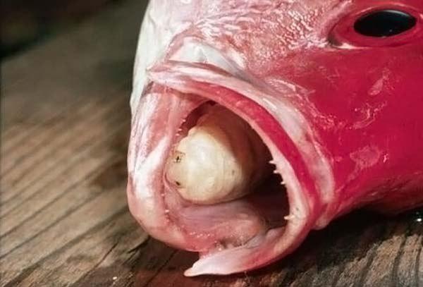Cymothoa Exigua