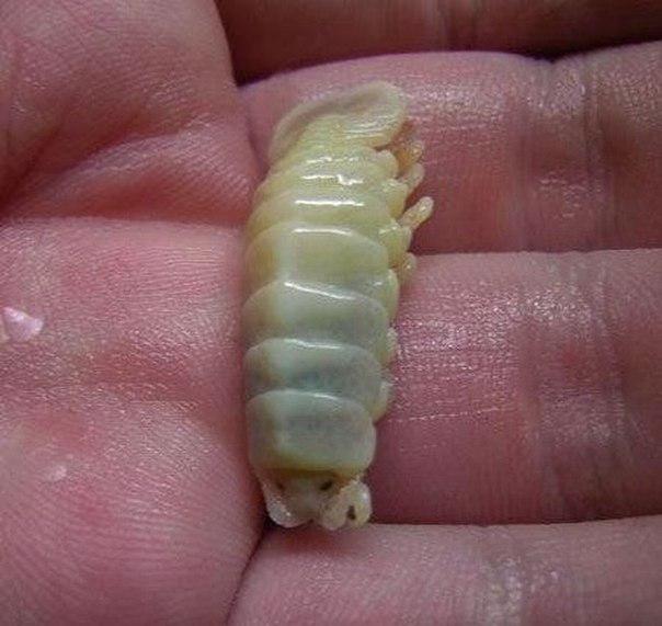 Cymothoa-exigua6